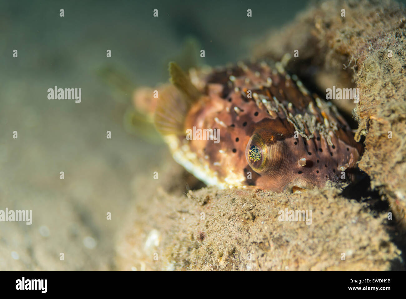 Porcupine pufferfish cercando di trovare un buon posto per nascondere Foto Stock