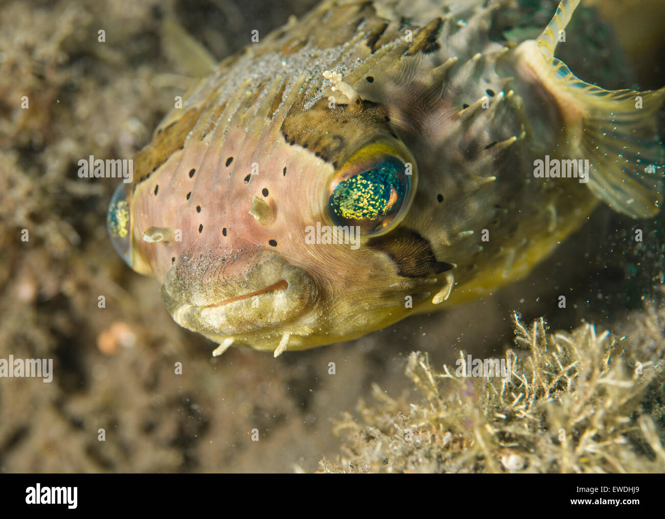 Close-up di un porcospino pufferfish Foto Stock