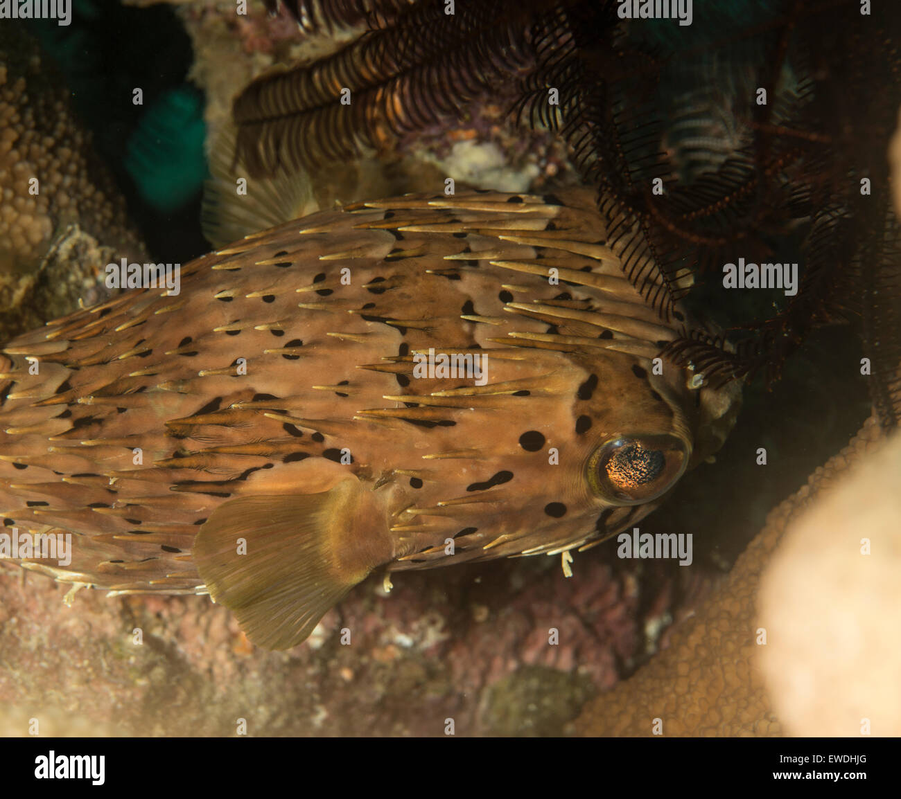 Vista dall'alto di un porcospino pufferfish Foto Stock