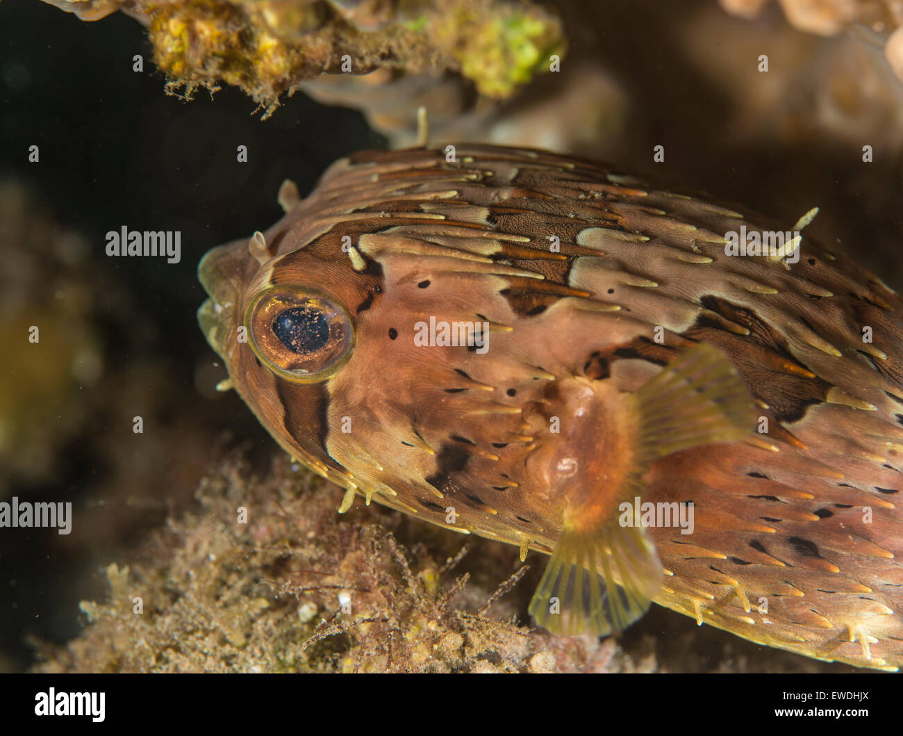 Porcupine pufferfish nascondere sotto un corallo Foto Stock