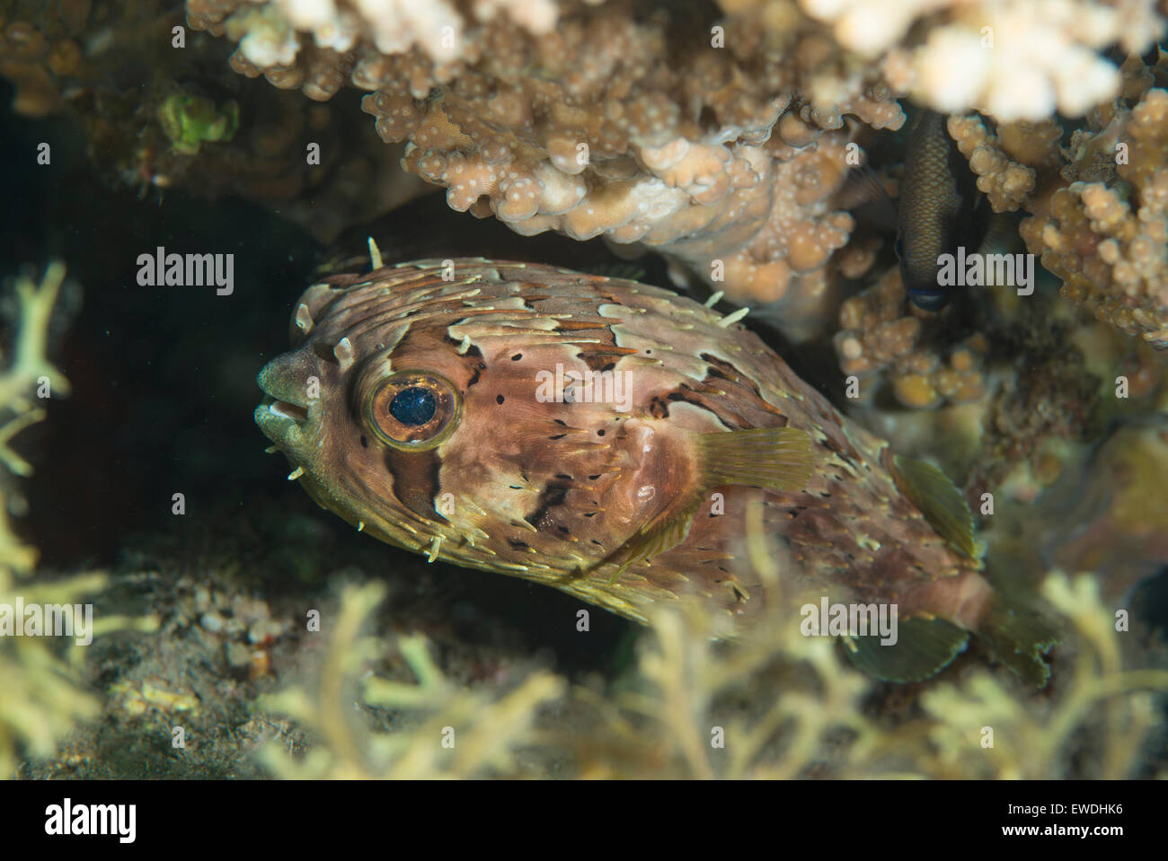 Porcupine pufferfish nascondere sotto un corallo Foto Stock