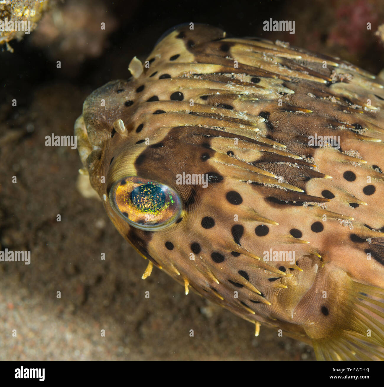Close-up di un porcospino pufferfish Foto Stock
