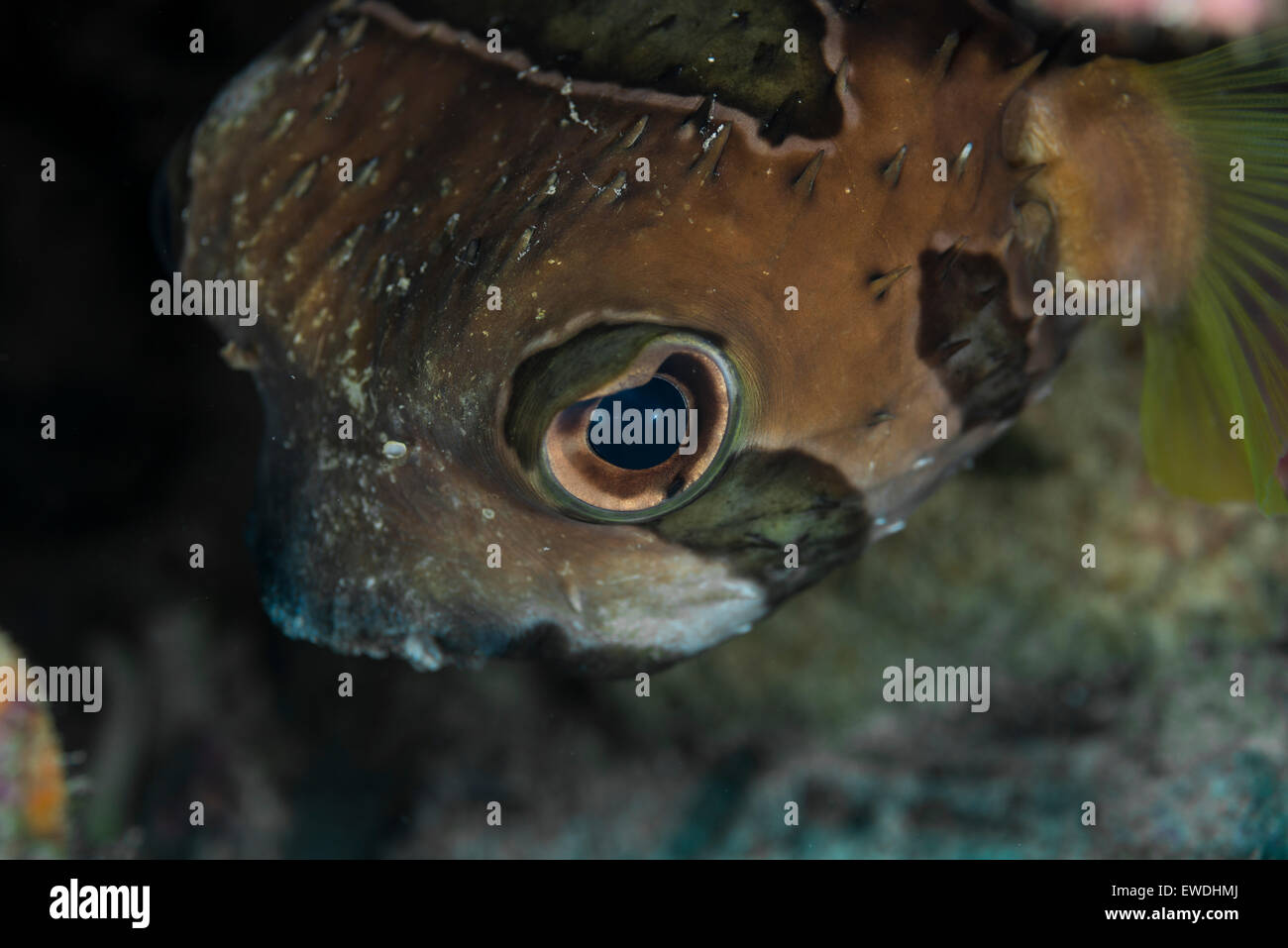 Close-up di un porcospino pufferfish Foto Stock