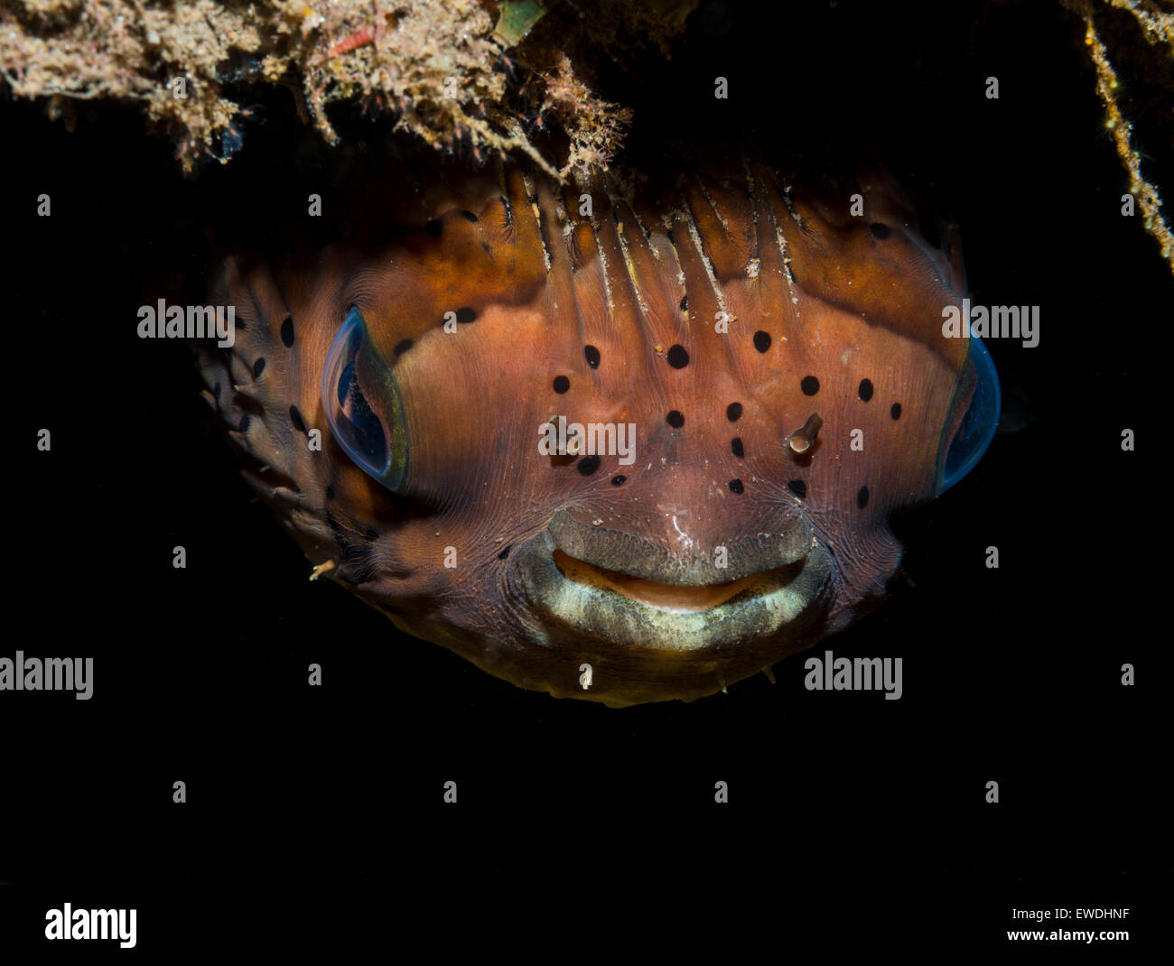 Close-up di un porcospino pufferfish Foto Stock