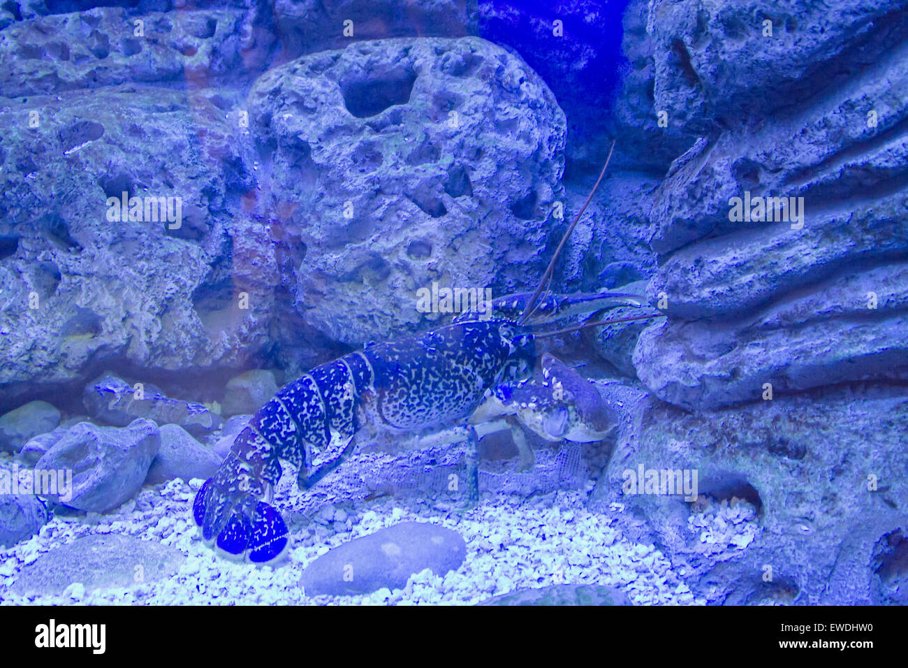 Homarus gammarus sul display al Cretaquarium vicino Gournes, Creta. Foto Stock