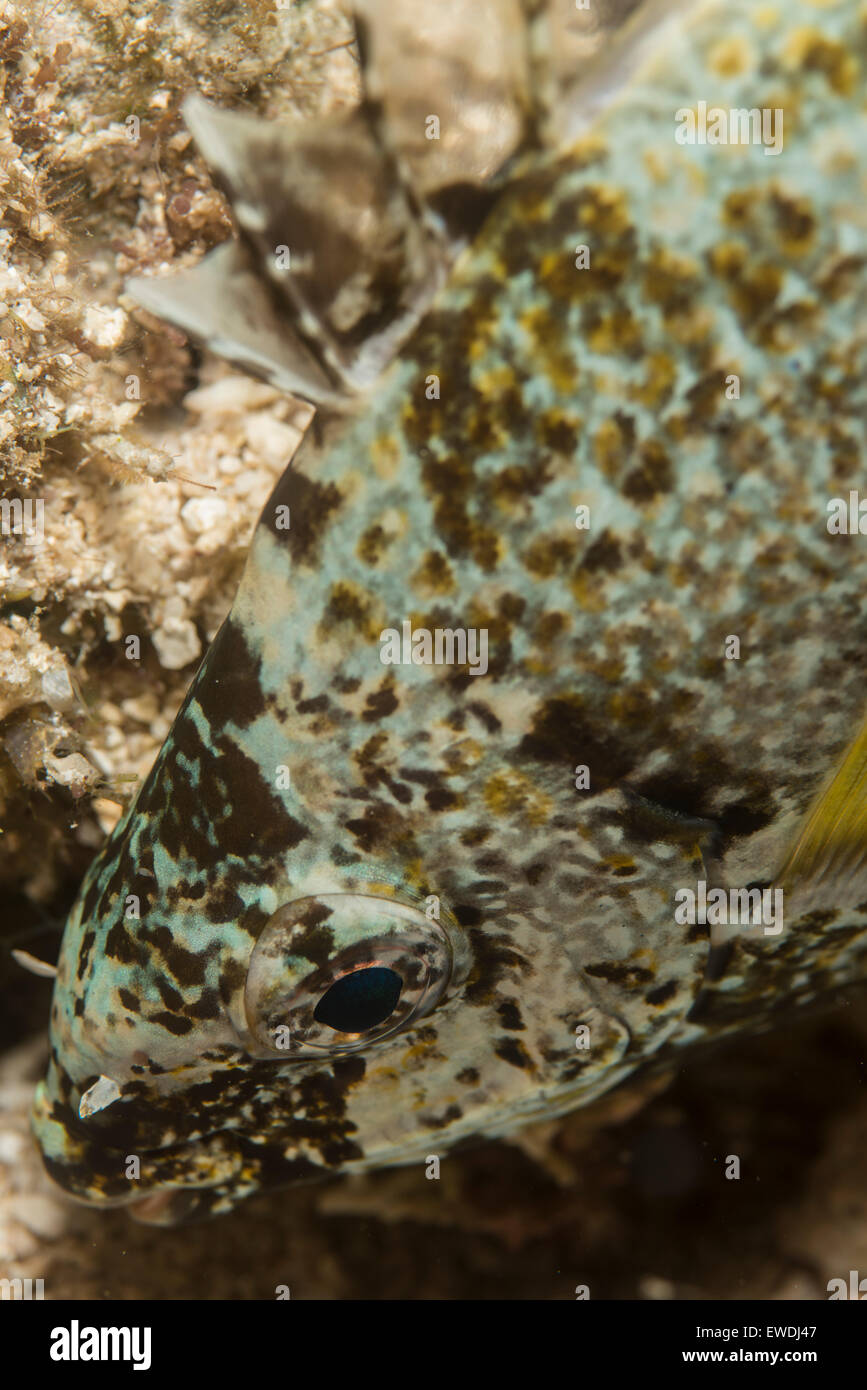 Rabbitfish mimetizzata sull'oceano pavimento Foto Stock