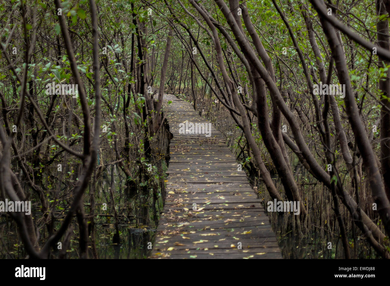 Il Footbridge attraverso la foresta di mangrovie a Muara Angke Wildlife Sanctuary, Giacarta. Foto Stock