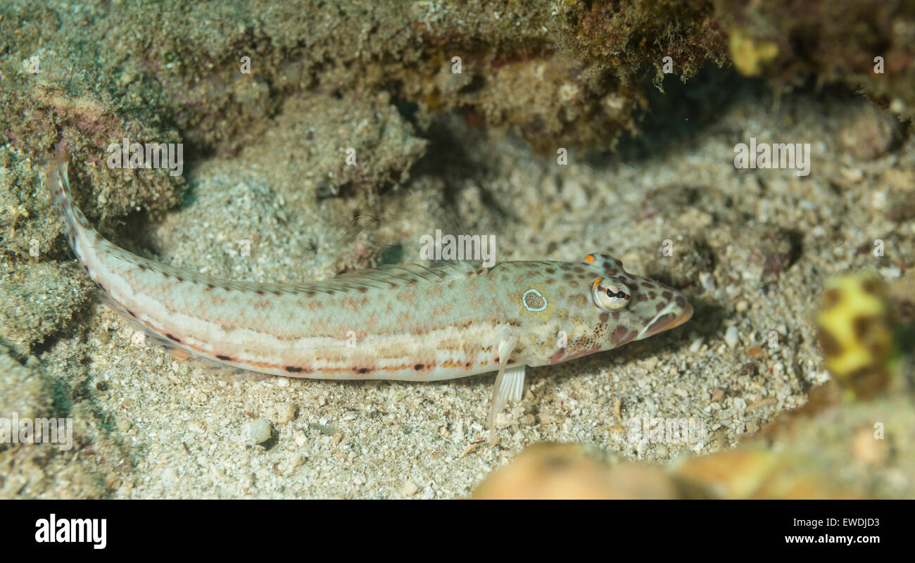 Reef lizardfish sul fondo dell'oceano Foto Stock