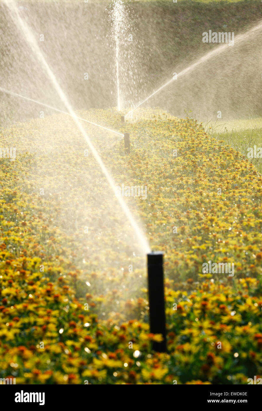 Irrigazione Prato Foto Stock