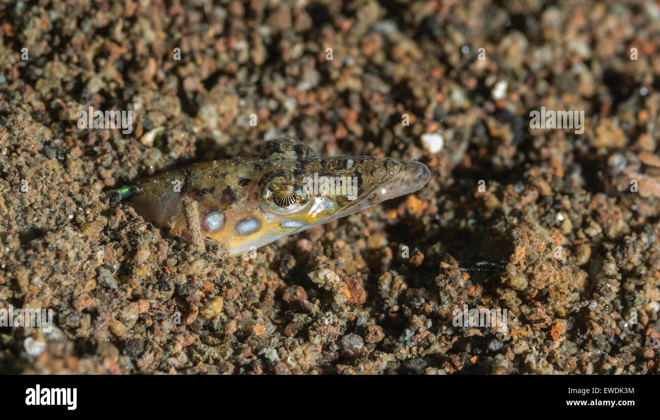 Sabbia maculato diver nascondere nella sabbia Foto Stock