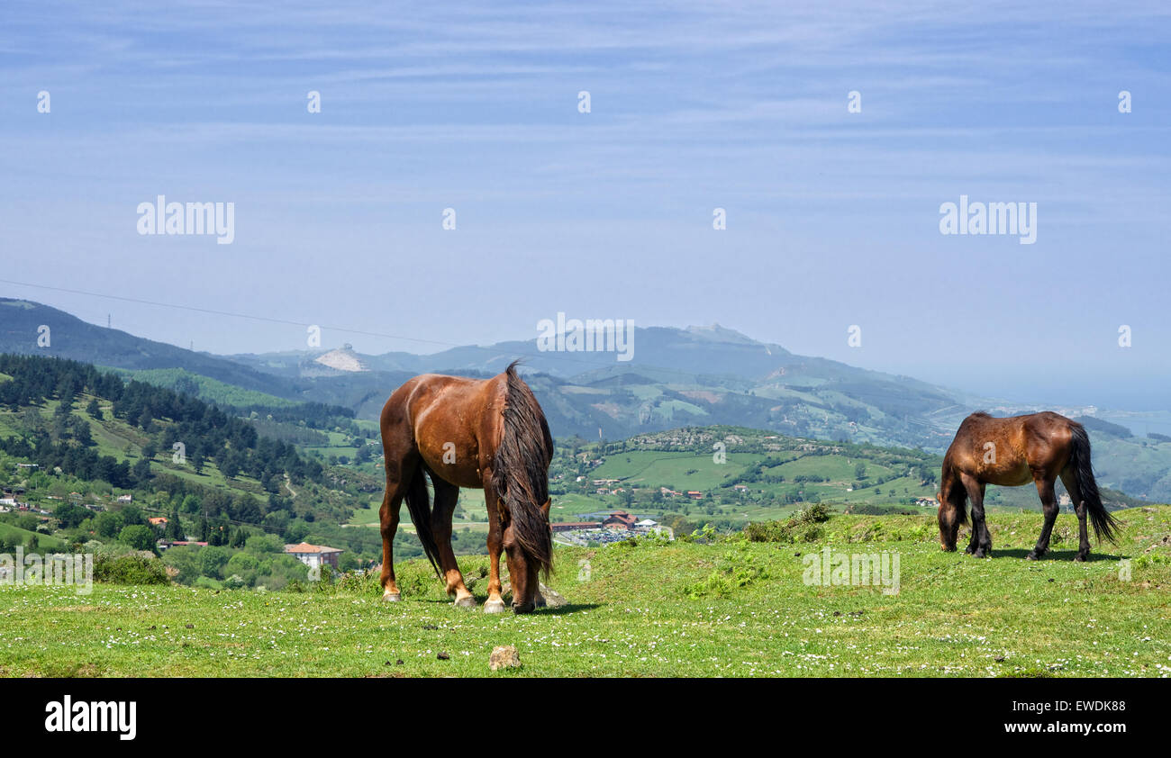 Un cavalli selvaggi a Bizkaia mountain Foto Stock