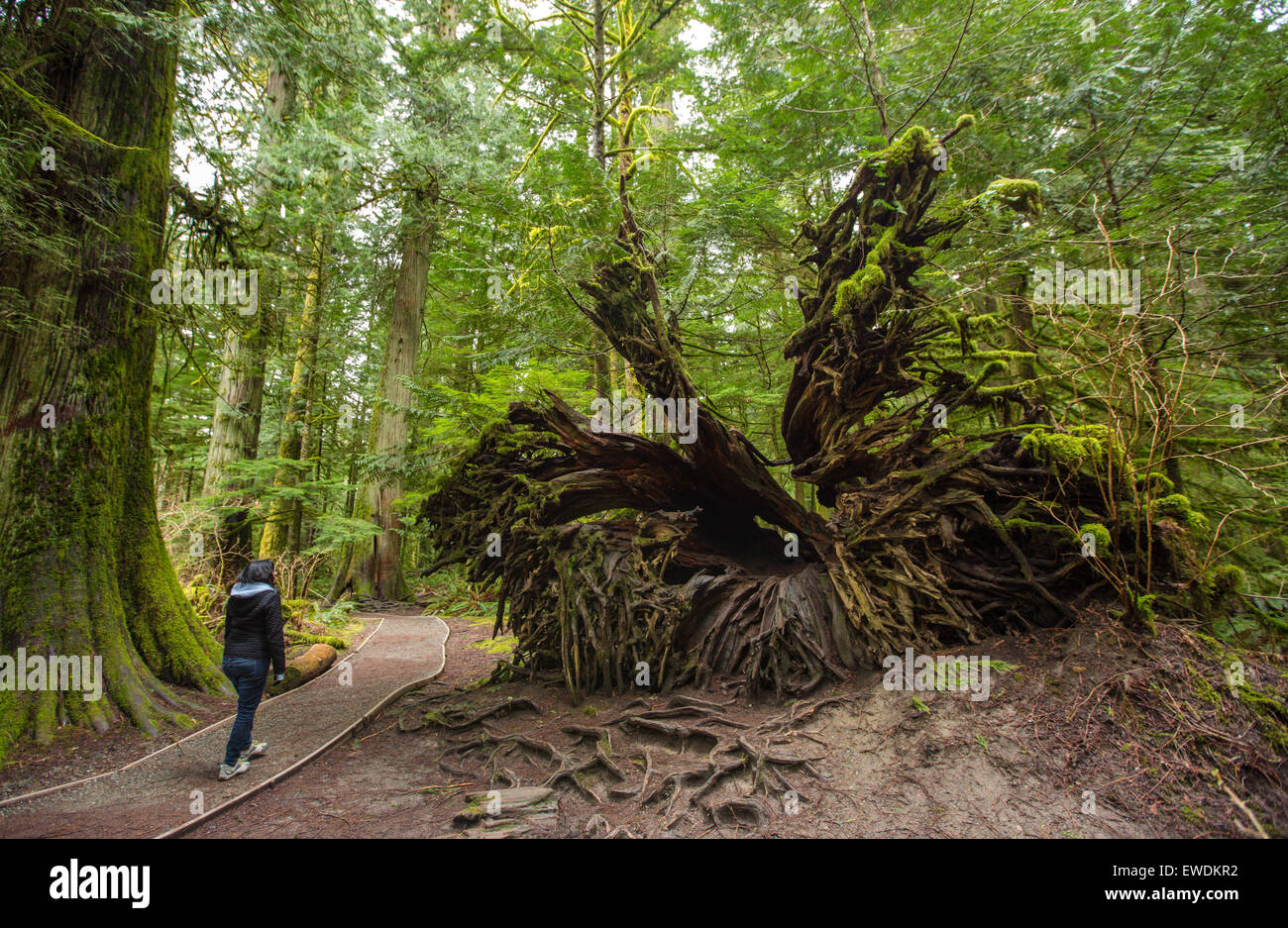 Donna cammina davanti a un gigantesco albero rovesciato in Cattedrale Grove, MacMillian Parco Provinciale, Isola di Vancouver, British Columbia. Foto Stock