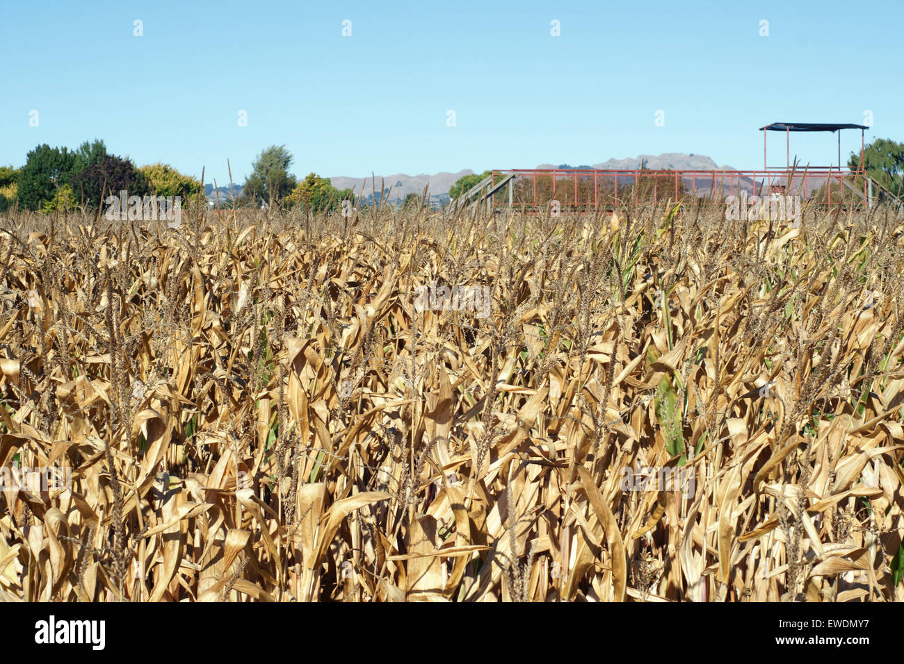 Colpite dalla siccità il raccolto di mais sotto un caldo Cielo di estate rurale in Nuova Zelanda Foto Stock