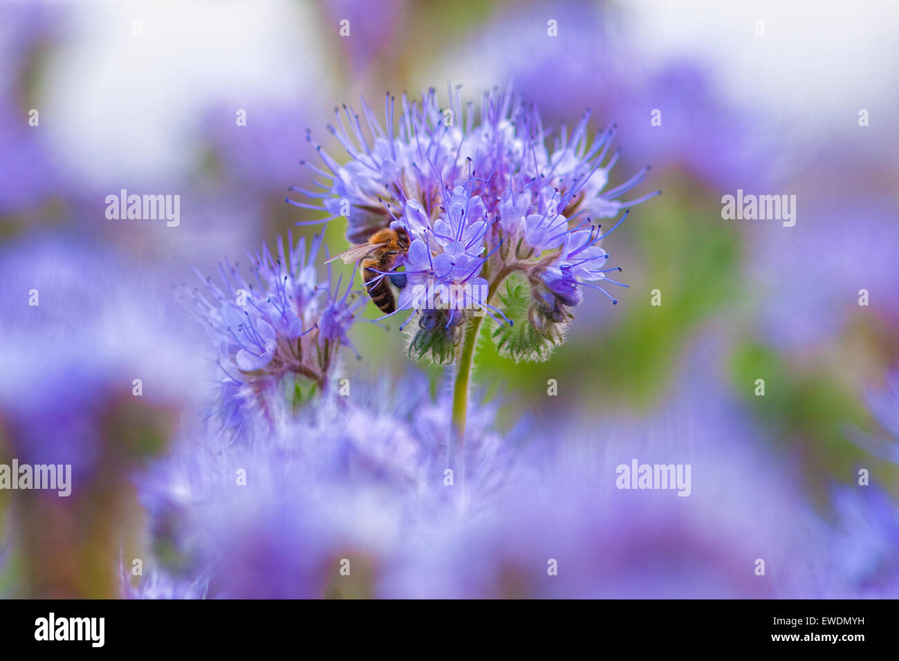 Primo piano della Phacelia fiore con un ape nettare di raccolta Foto Stock