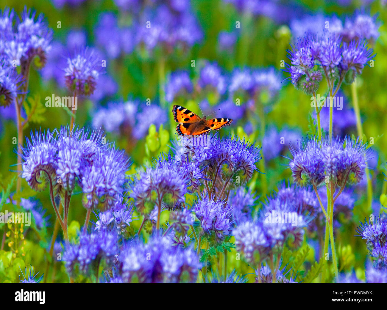 Campo di Phacelia e Butterfly Foto Stock