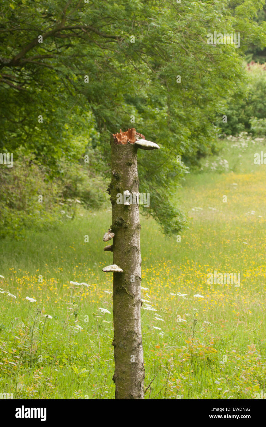 betulla polypore Foto Stock