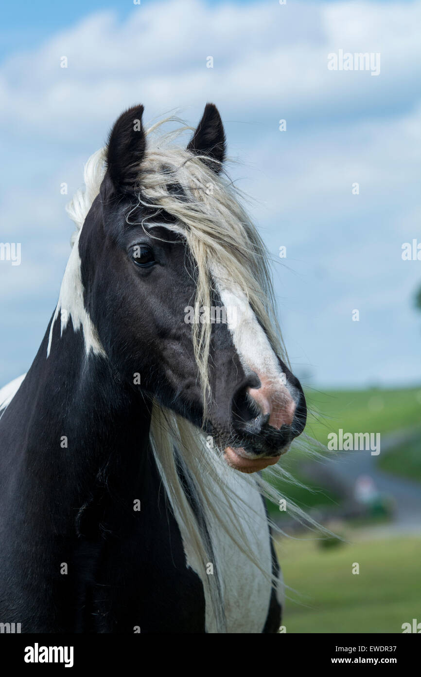 Gypsy Cob cavallo il roaming sulla brughiera , Cumbria, Regno Unito. Foto Stock