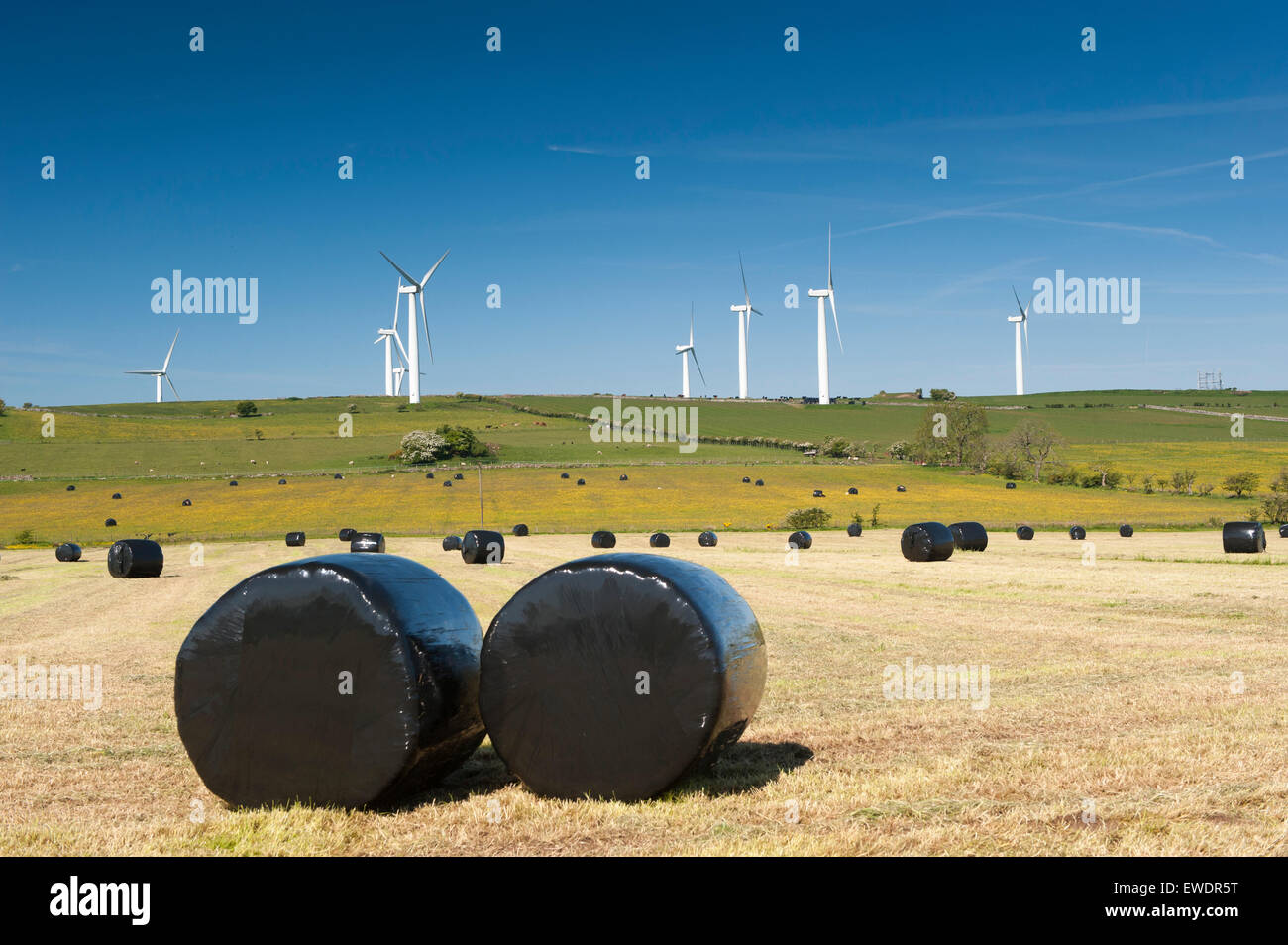 Campo della nuova balle di insilato avvolte con una centrale eolica sulla cima della collina in background. Cleveland, Regno Unito. Foto Stock