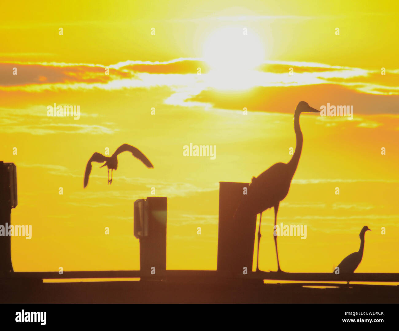 Anna Maria Island, Florida, Stati Uniti. 24th giugno 2015. Un inizio glorioso della giornata al molo della città dopo una notte di tempeste. Meno umido con una leggera brezza. Temperatura attualmente 78 gradi F ma che si riscalda rapidamente come il sole aumenta Foto Stock