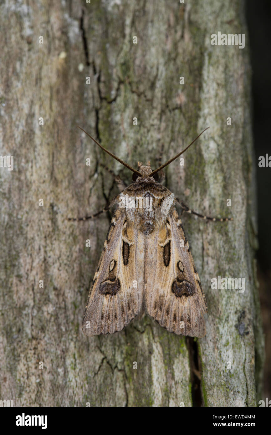 Archer, Dart DART gli arcieri, Kiefernsaateule, Kiefern-Saateule, Wurzeleule Graue, Agrotis vestigialis, Rhyacia vestigialis Foto Stock