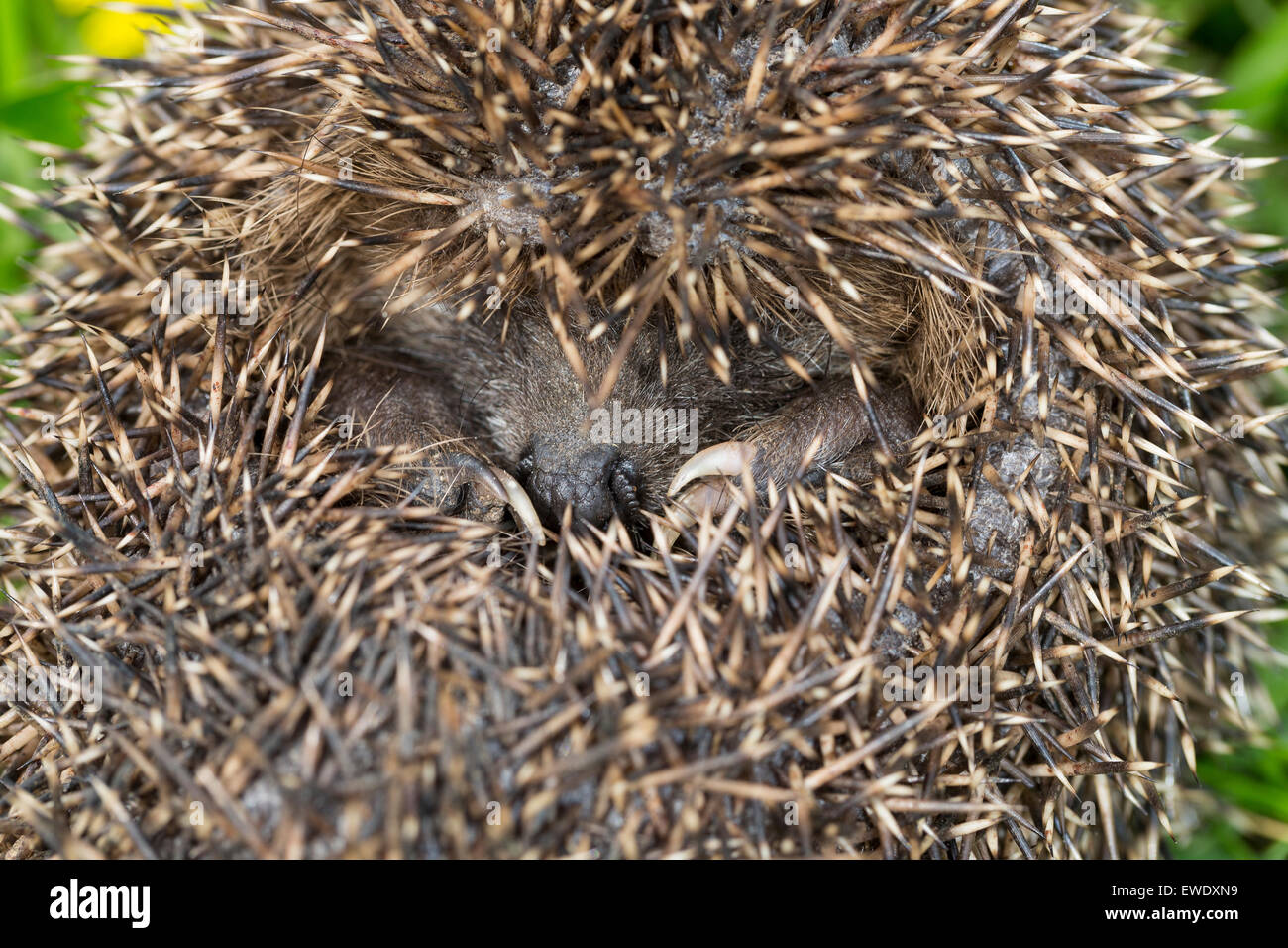 Unione riccio, ibernazione, overwinter sopravvivenza, Europäischer Igel, Winterschlaf, Überwinterung, Erinaceus europaeus Foto Stock