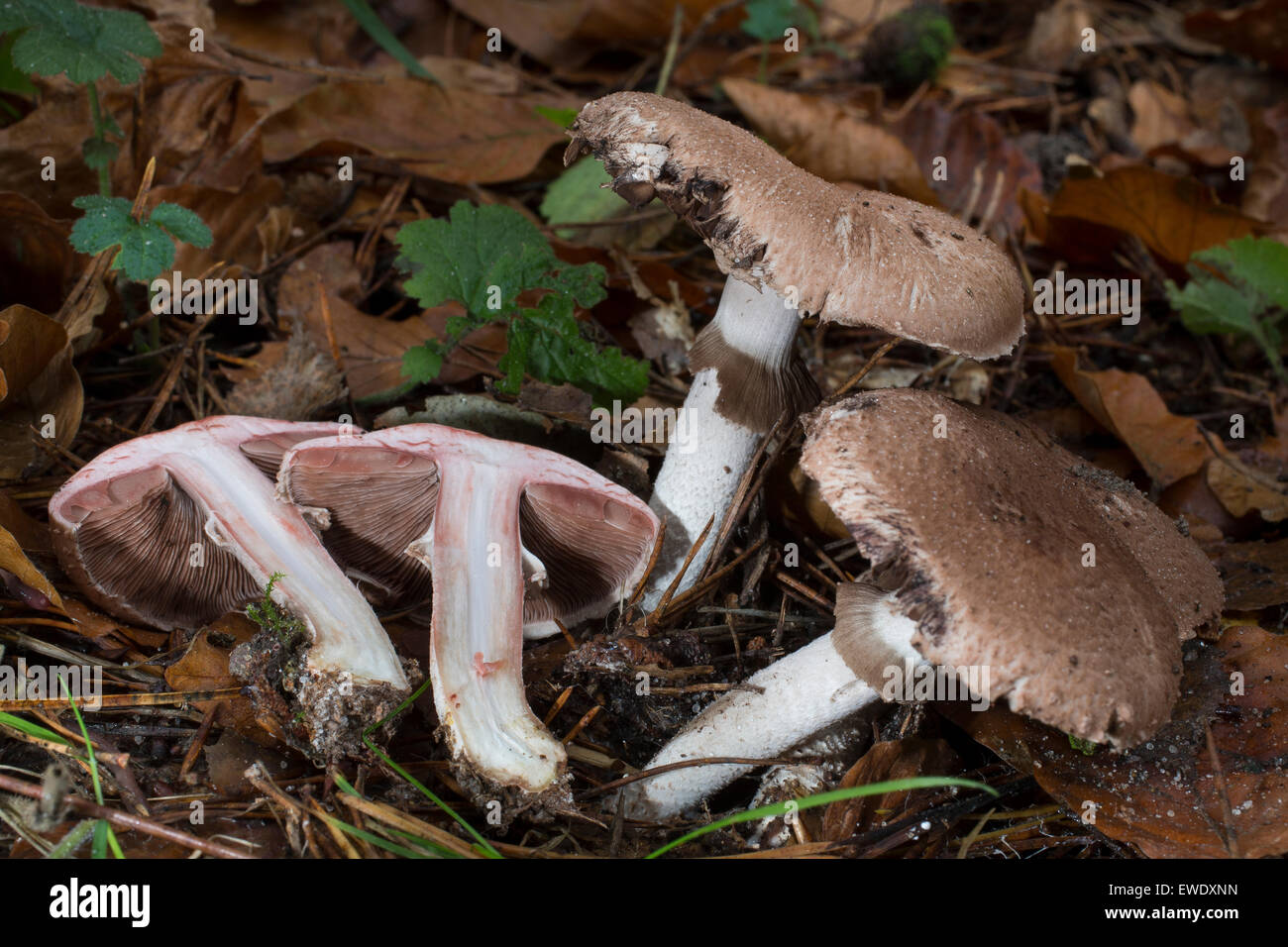 Squamosa fungo di legno, grande fungo di legno, Großer Blutegerling, Großsporiger Waldchampignon, Wald-Champignon, Agaricus langei Foto Stock