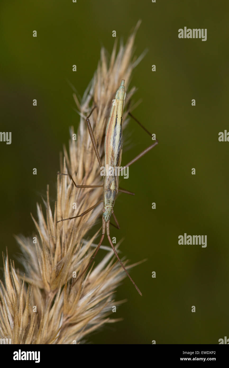 Prato Bug, Grasgespenst, Grasgespenst-Wanze, Chorosoma schilingi, Chorosoma schilingii Foto Stock
