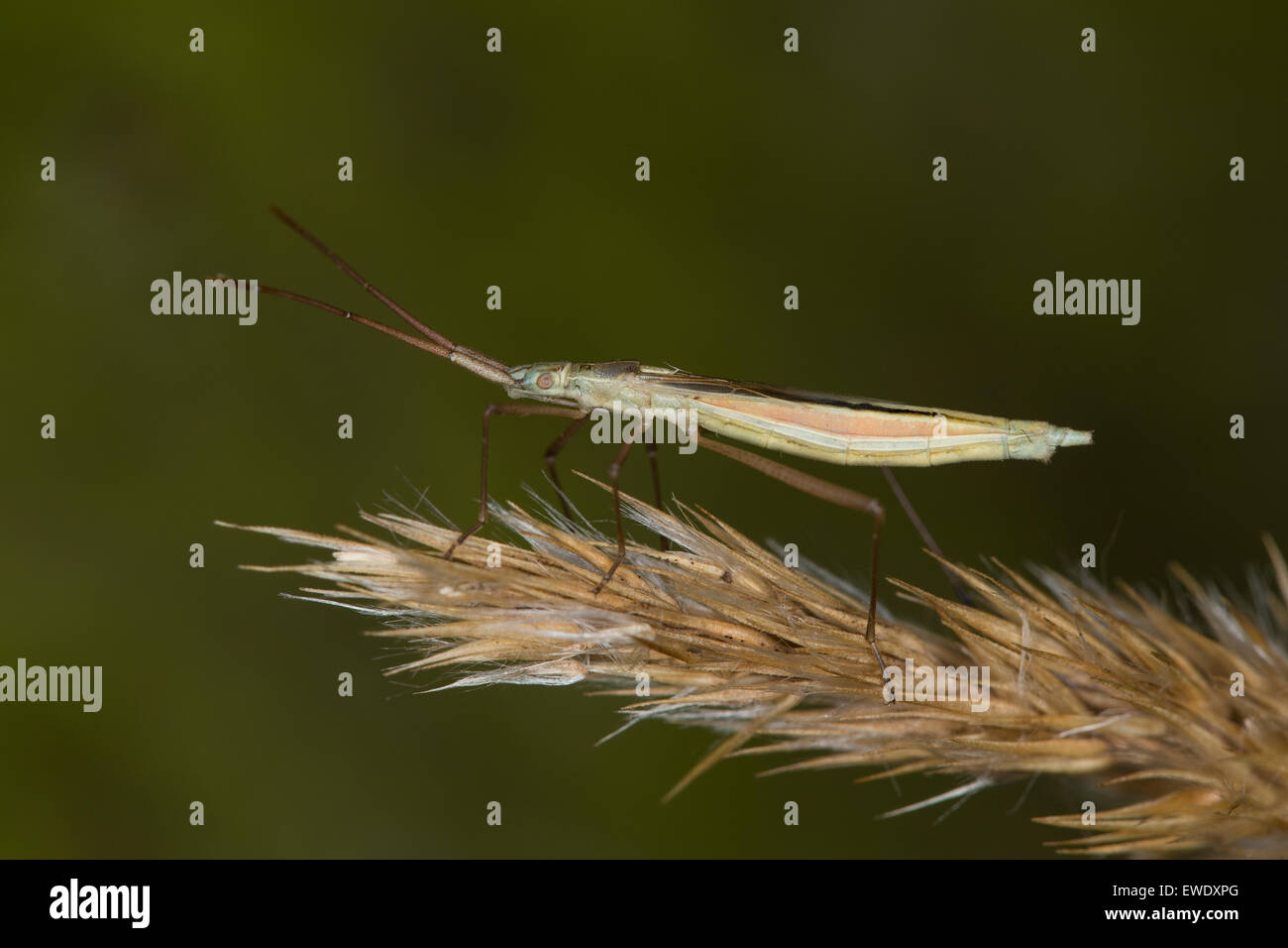 Prato Bug, Grasgespenst, Grasgespenst-Wanze, Chorosoma schilingi, Chorosoma schilingii Foto Stock
