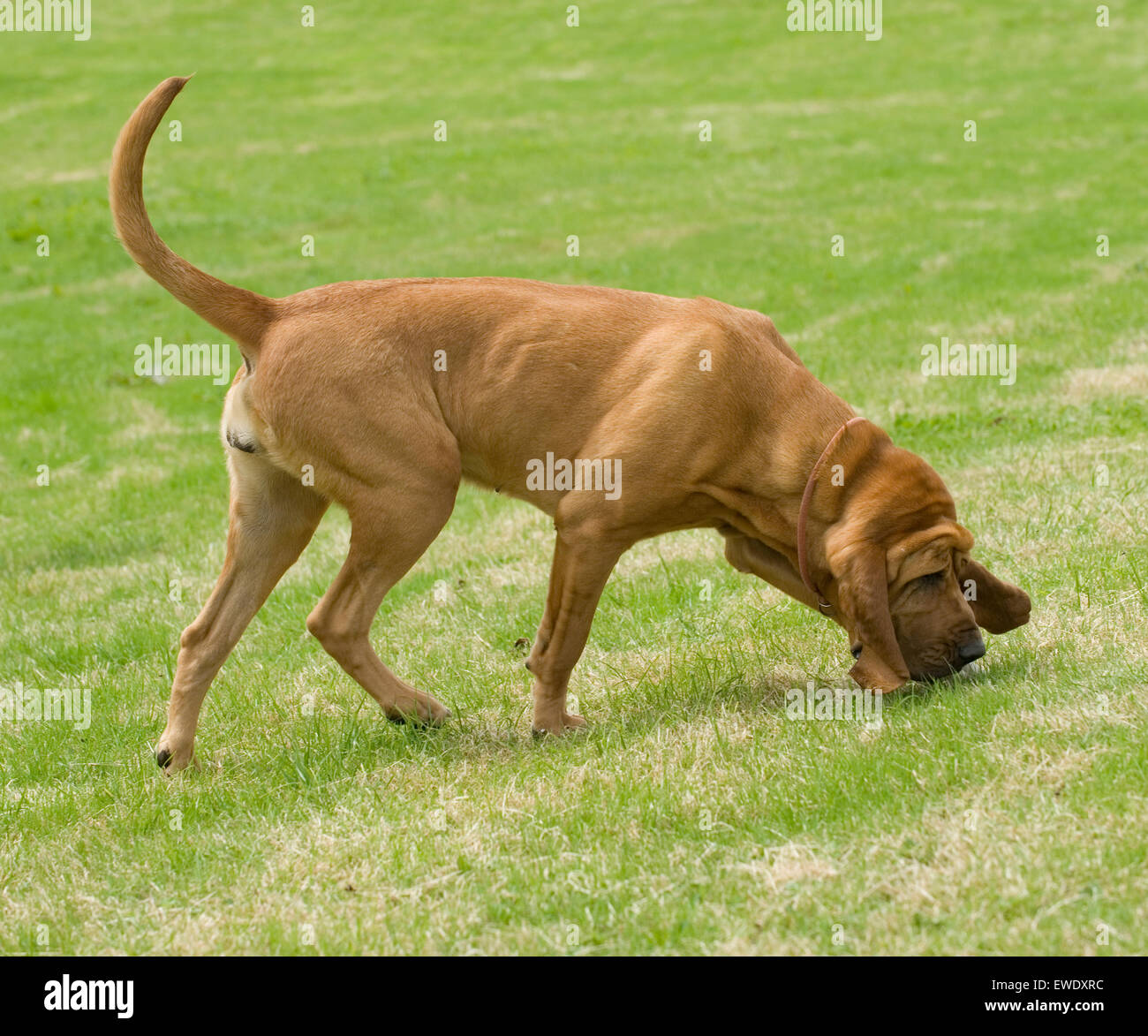 Bloodhound fiutando fuori Foto Stock