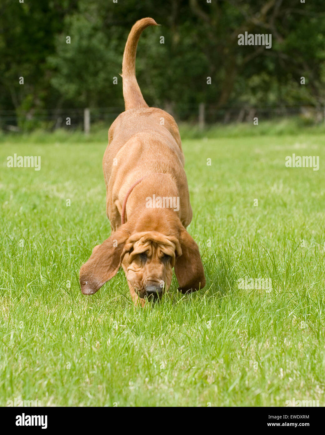 Lo sniffing bloodhound Foto Stock