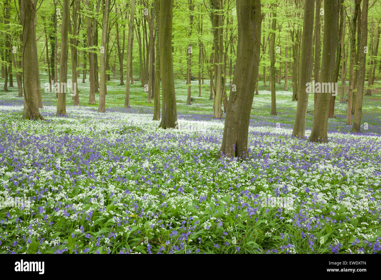 Una molla bosco con bluebells flowering e aglio selvatico nelle vicinanze del Chichester, West Sussex, in Inghilterra Foto Stock
