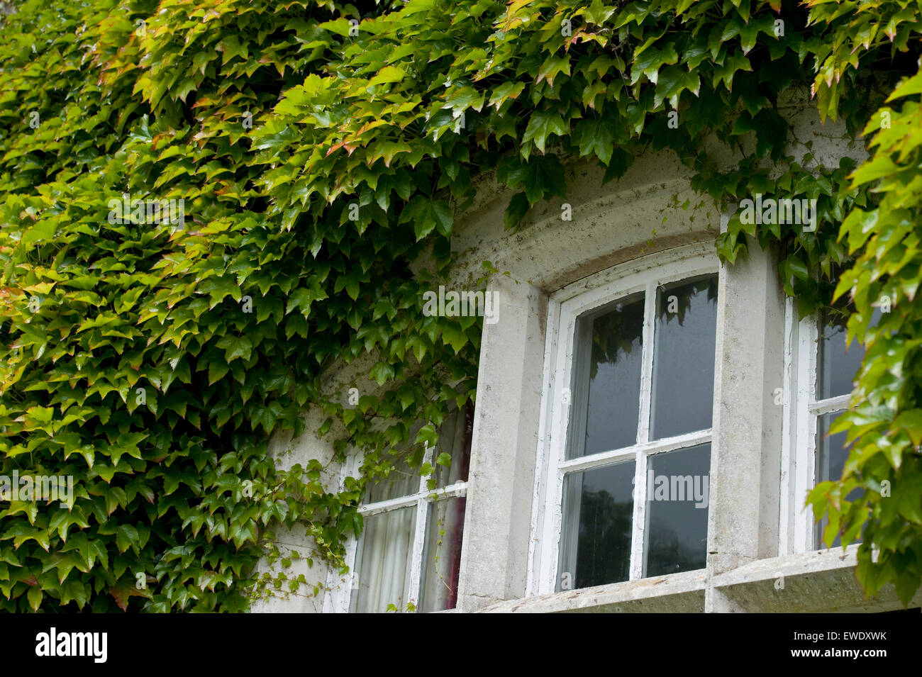 Virginia superriduttore intorno a una vecchia casa finestra Foto Stock