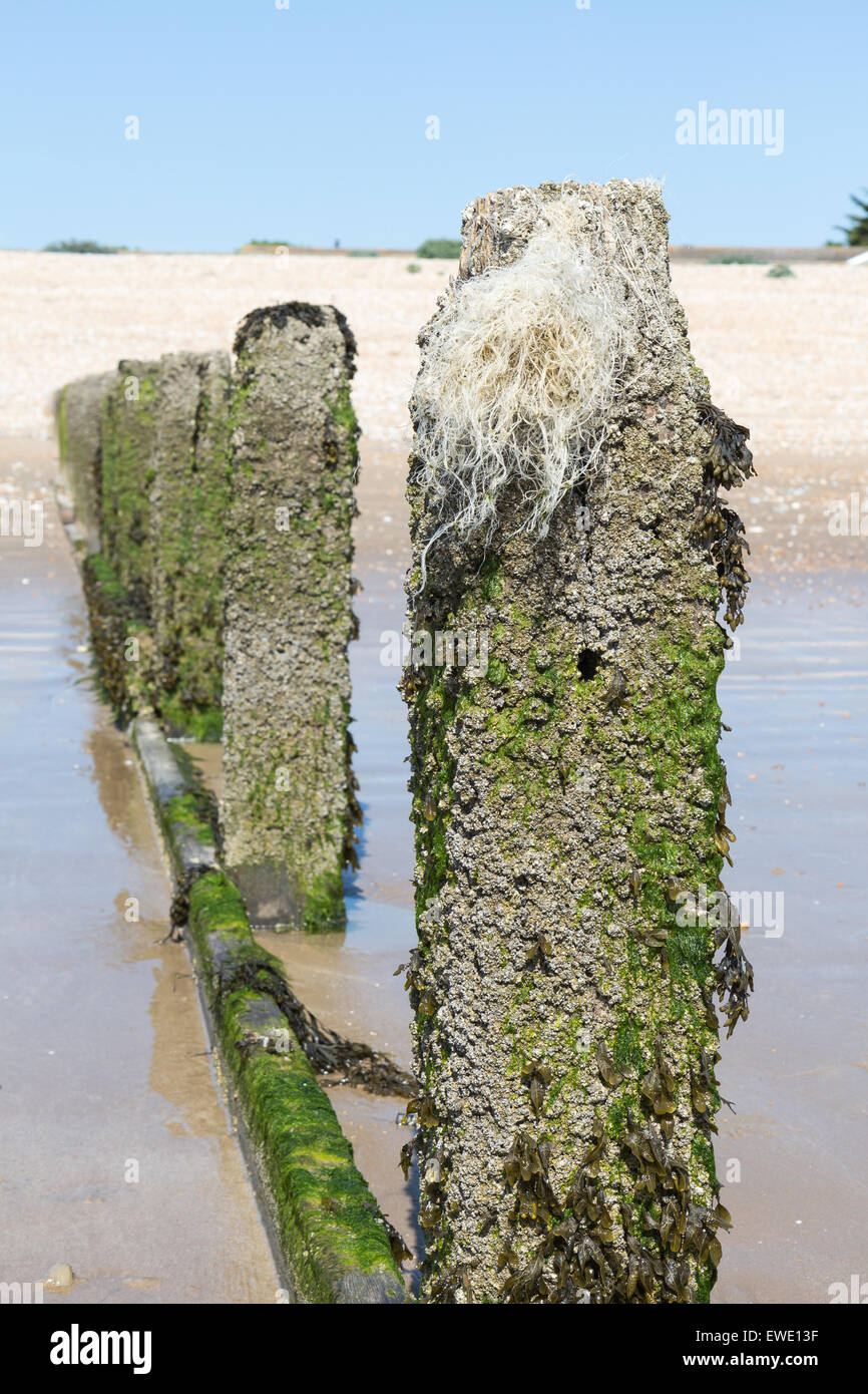 La costa inglese a Littlestone sul mare,Kent Foto Stock
