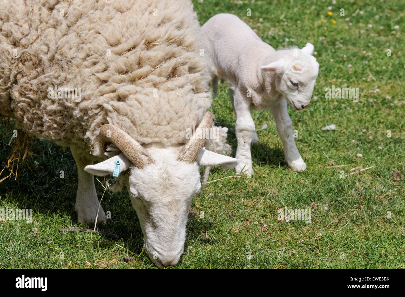 pecora con due agnelli su pascolo Foto Stock