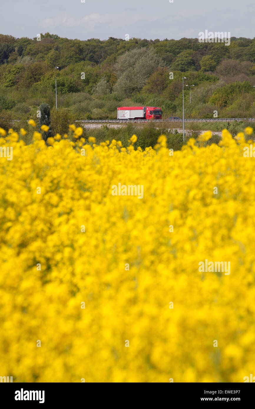 Autocarro passaggio olio giallo campo di colza Foto Stock