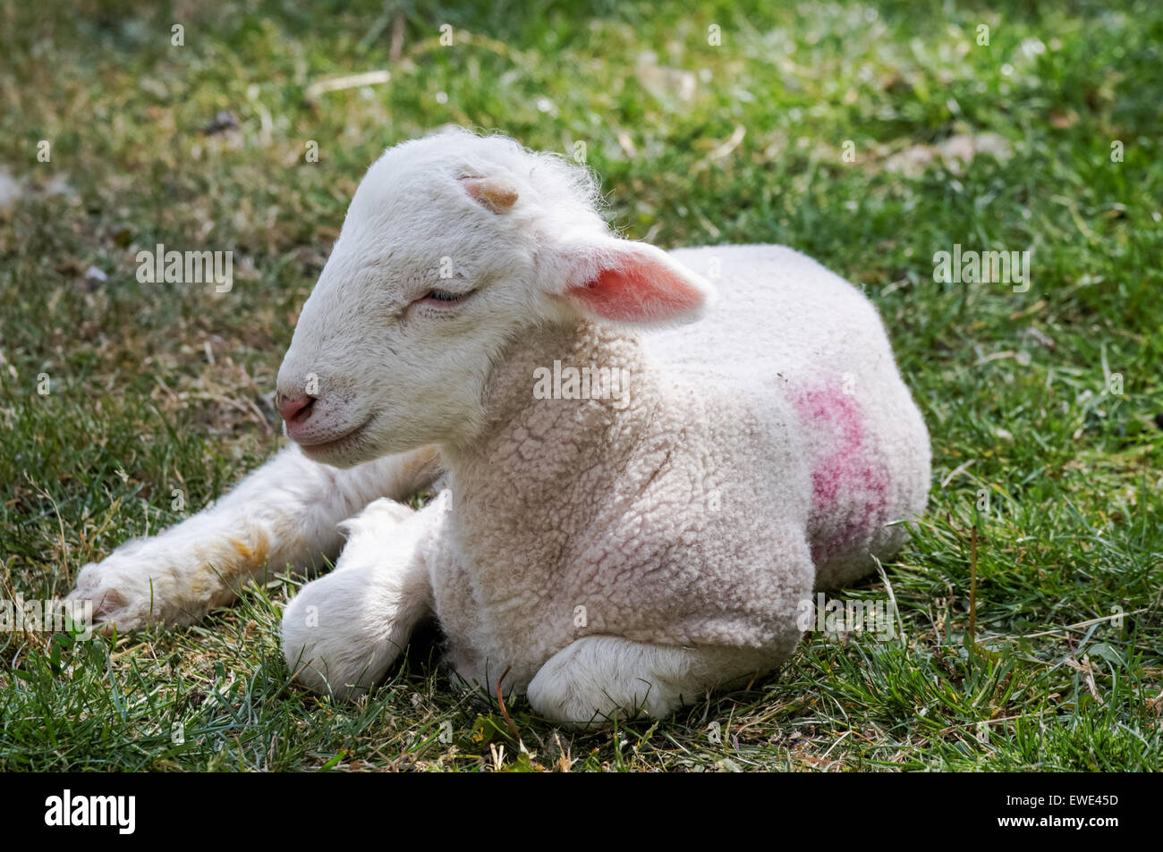 agnello bambino, lambkin su un'erba Foto Stock