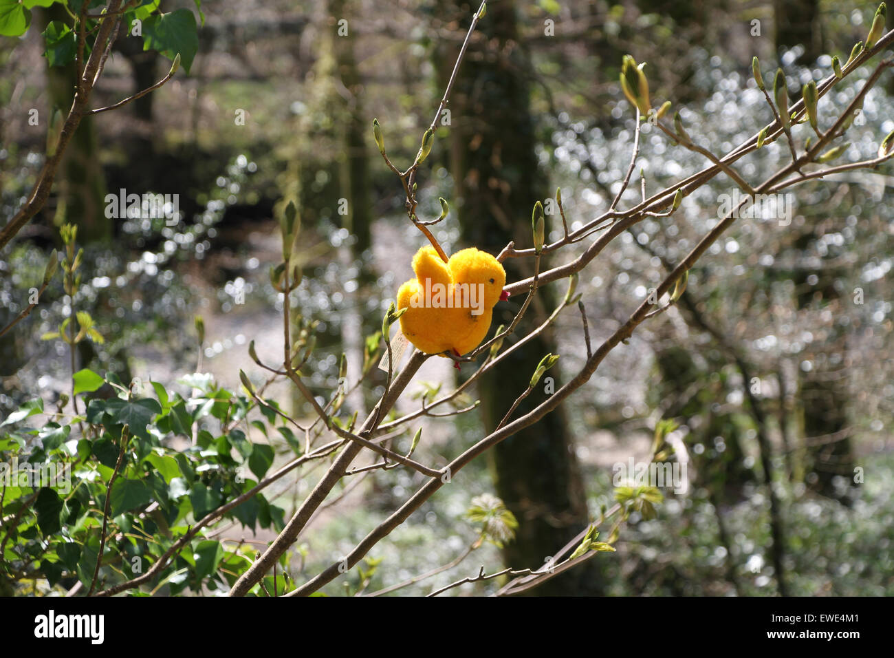Una molla scena di un pulcino giocattolo che è stata collocata in rami di un arbusto entro un legno che è bagnato dal sole Foto Stock