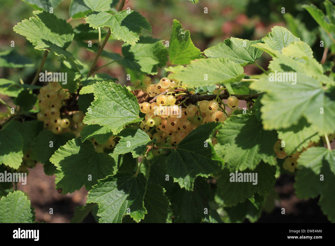 Close-up di ribes bianco bush Foto Stock