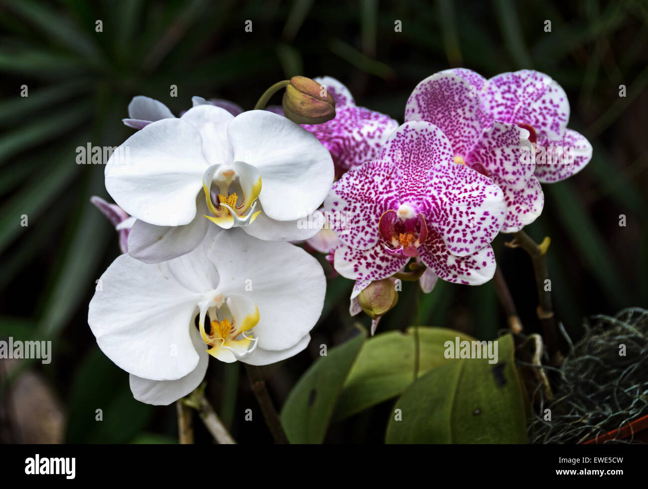 Cina Shanghai orchid orchidee fiore fiori organic botanico giardino cinese Foto Stock