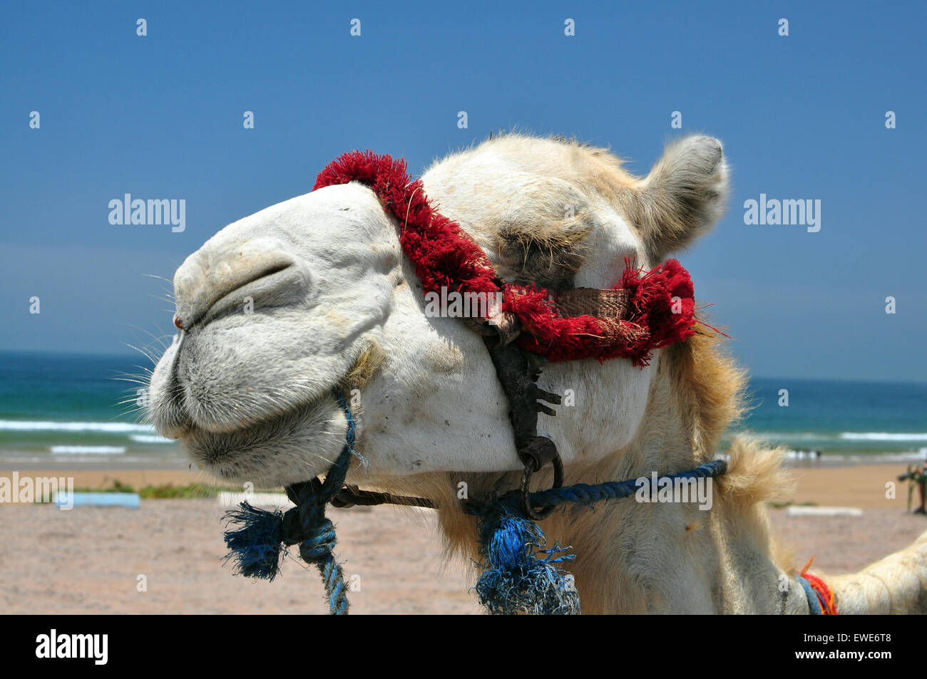 Faccia del cammello testa di animale marocco estate spiaggia Foto Stock