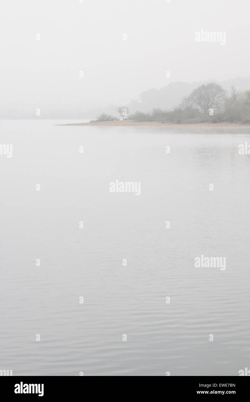 La nebbia nella palude Foto Stock