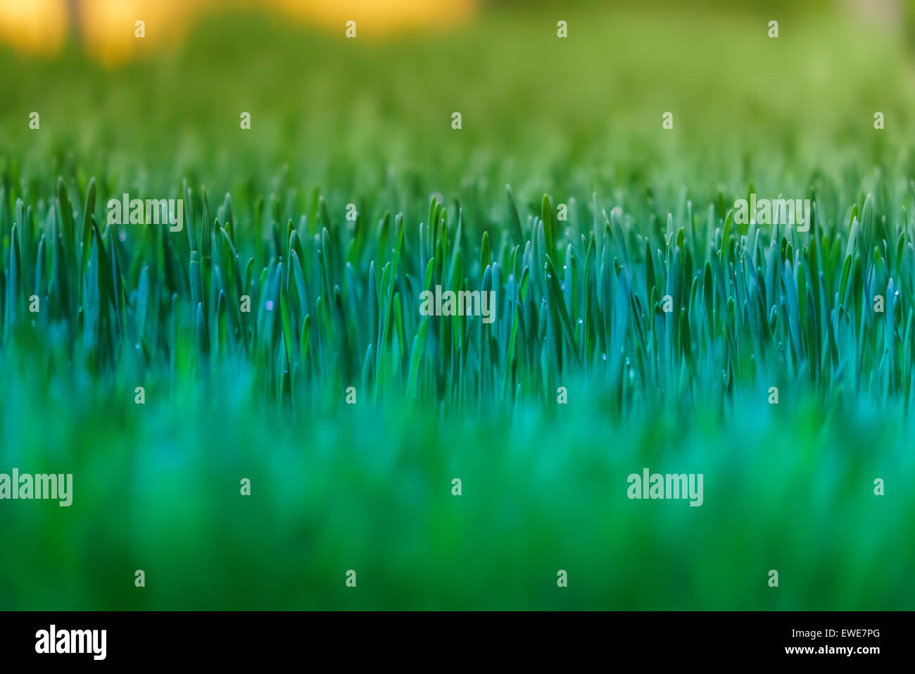 Wheatgrass crescere in una serra. La serra utilizza energia geotermica, Islanda Foto Stock