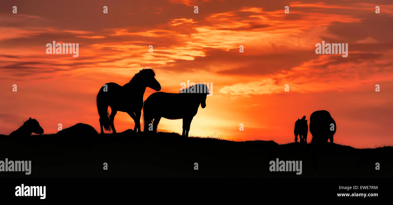 Silhouette di cavalli islandesi al tramonto, Islanda Foto Stock