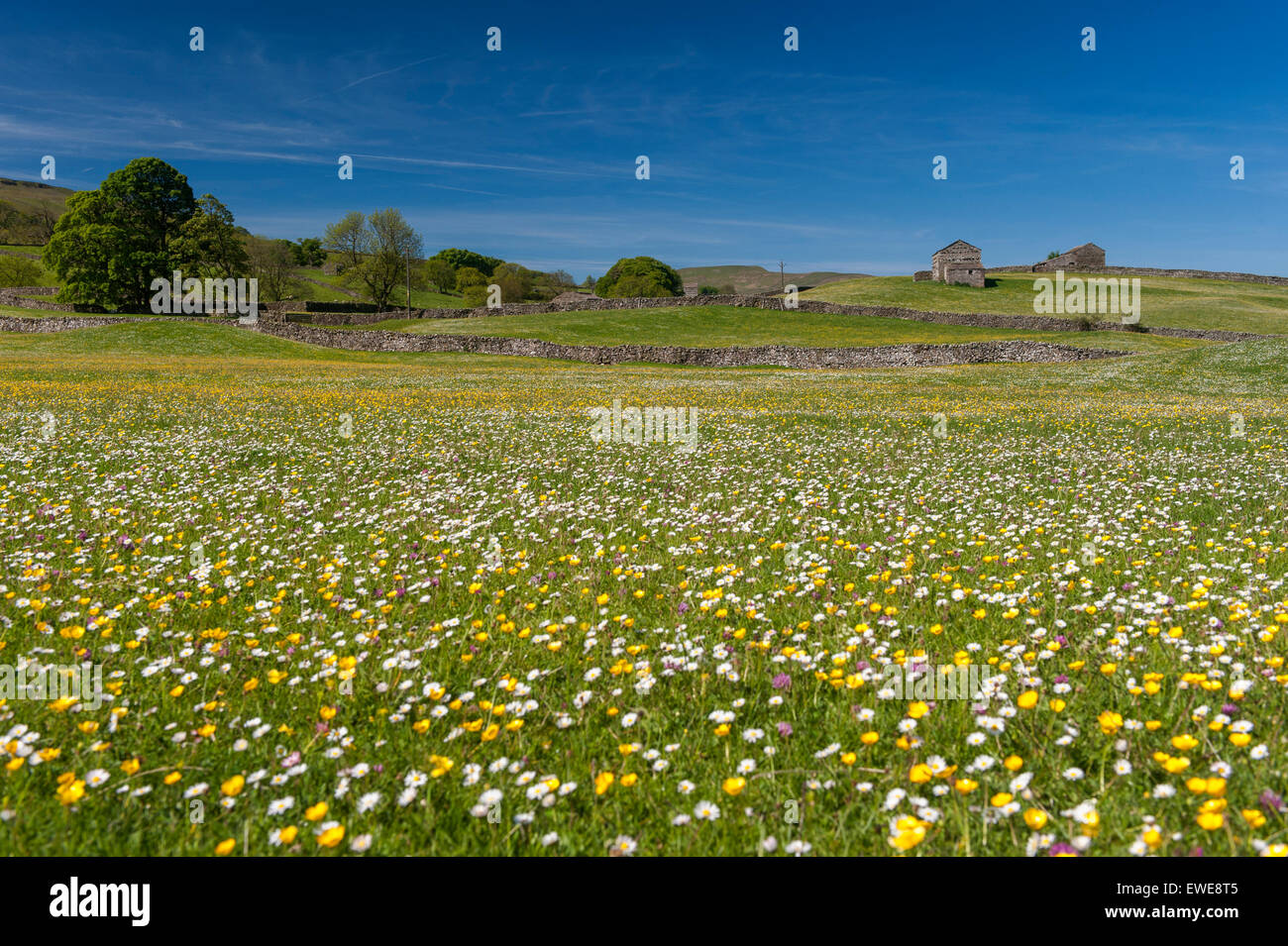 Prato di fiori selvaggi vicino Burtersett in Wensleydale, North Yorkshire, Regno Unito. Foto Stock