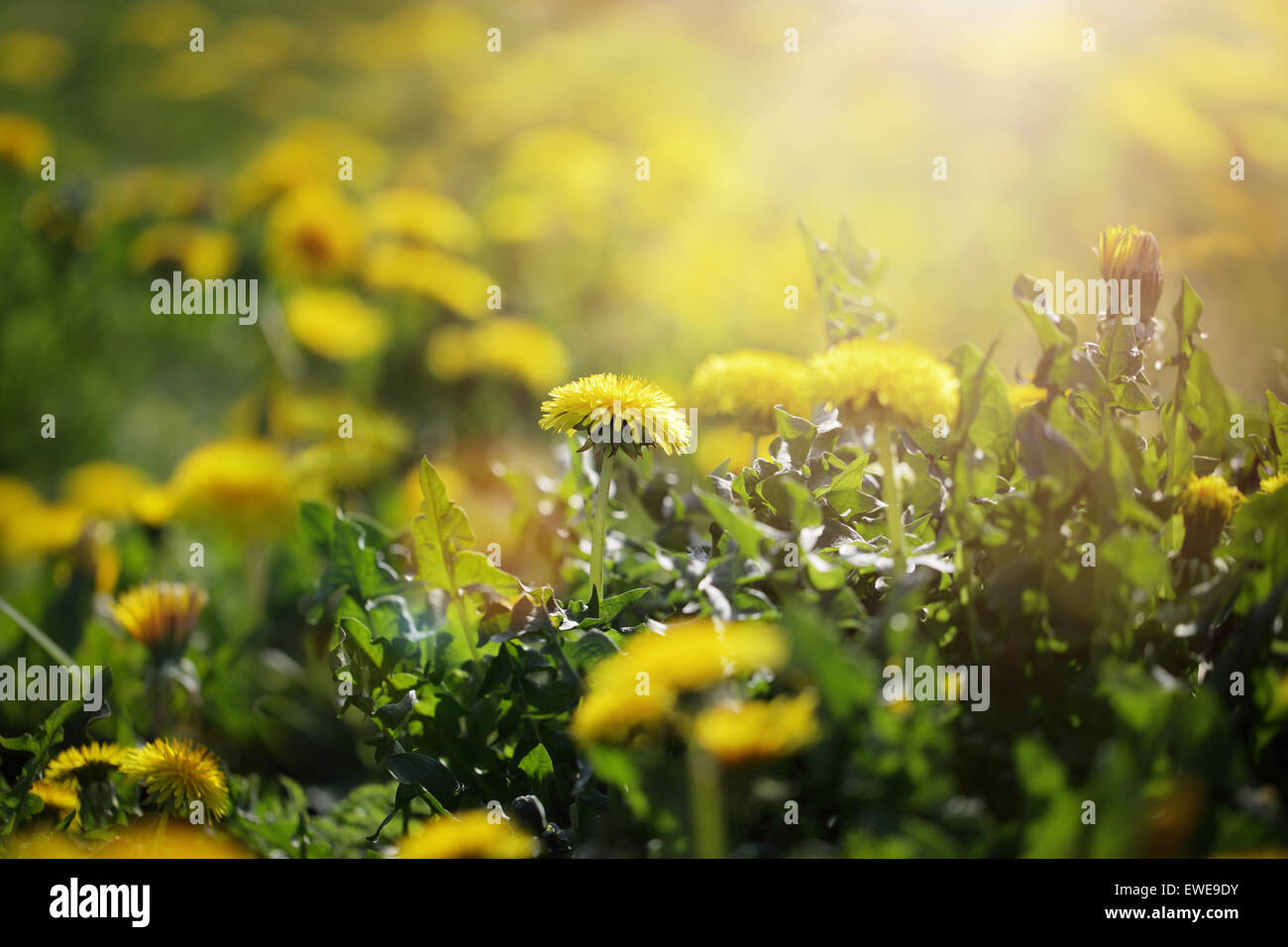 Fiori di tarassaco nella luce del sole di mattina il concetto di sfondo per la primavera e l'estate Foto Stock