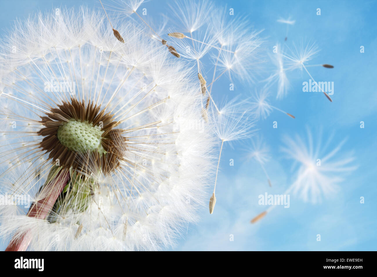 Tarassaco semi nella luce del sole di mattina di soffiatura nel vento in un cielo blu chiaro Foto Stock