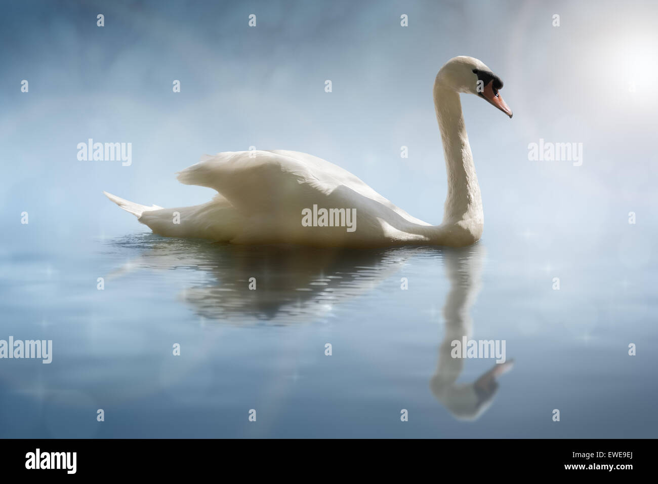 Swan nella luce del sole di mattina con riflessioni sulle calme acque di un lago Foto Stock