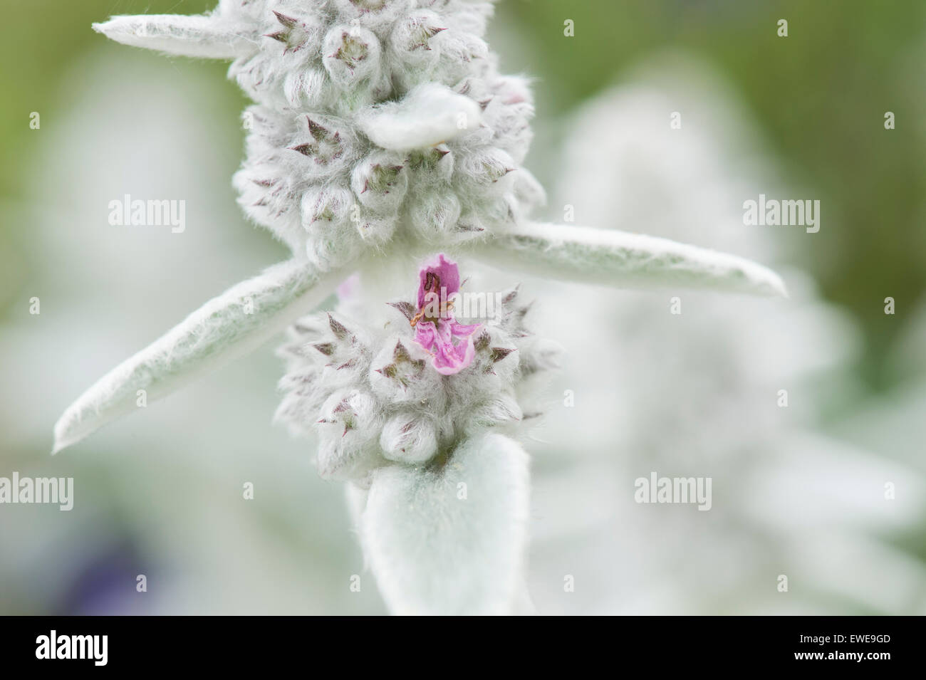 Stachys byzantina 'Silver tappeto'. Agnelli orecchio 'Silver tappeto' in fiore Foto Stock