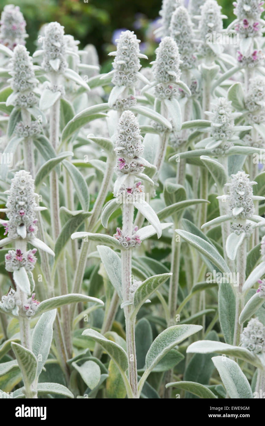 Stachys byzantina 'Silver tappeto'. Agnelli orecchio 'Silver tappeto' in fiore Foto Stock