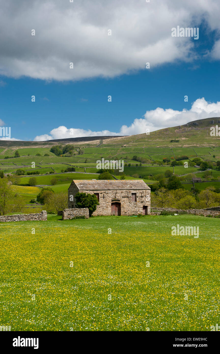 Tradizionale fienile in pietra a inizio estate in Wensleydale, sorgeva intraditional selvaggio fiore prati. Yorkshire Dales National Park, U Foto Stock